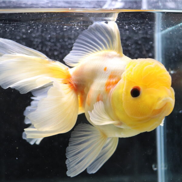 Poisson rouge voiles de chine kohaku oranda