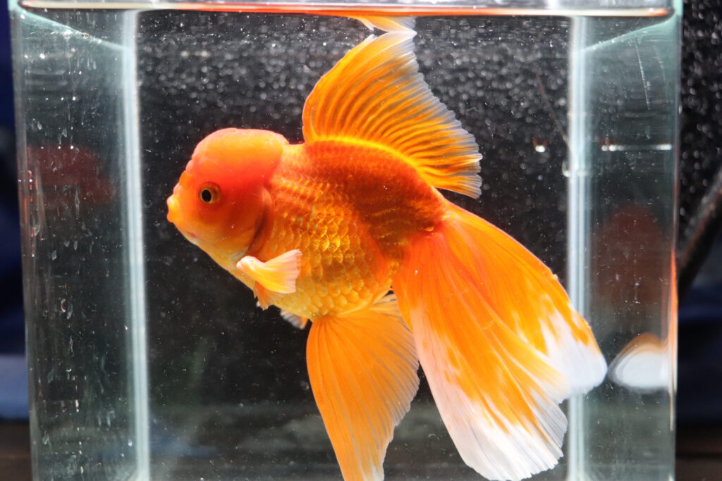 Poisson rouge voiles de chine Longtail red oranda