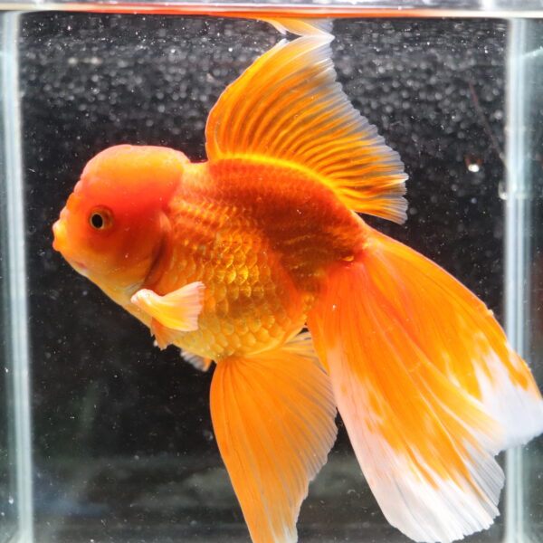 Poisson rouge voiles de chine Longtail red oranda