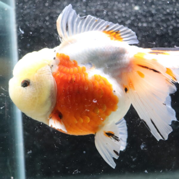 poisson rouge voiles de chine shortail calico oranda