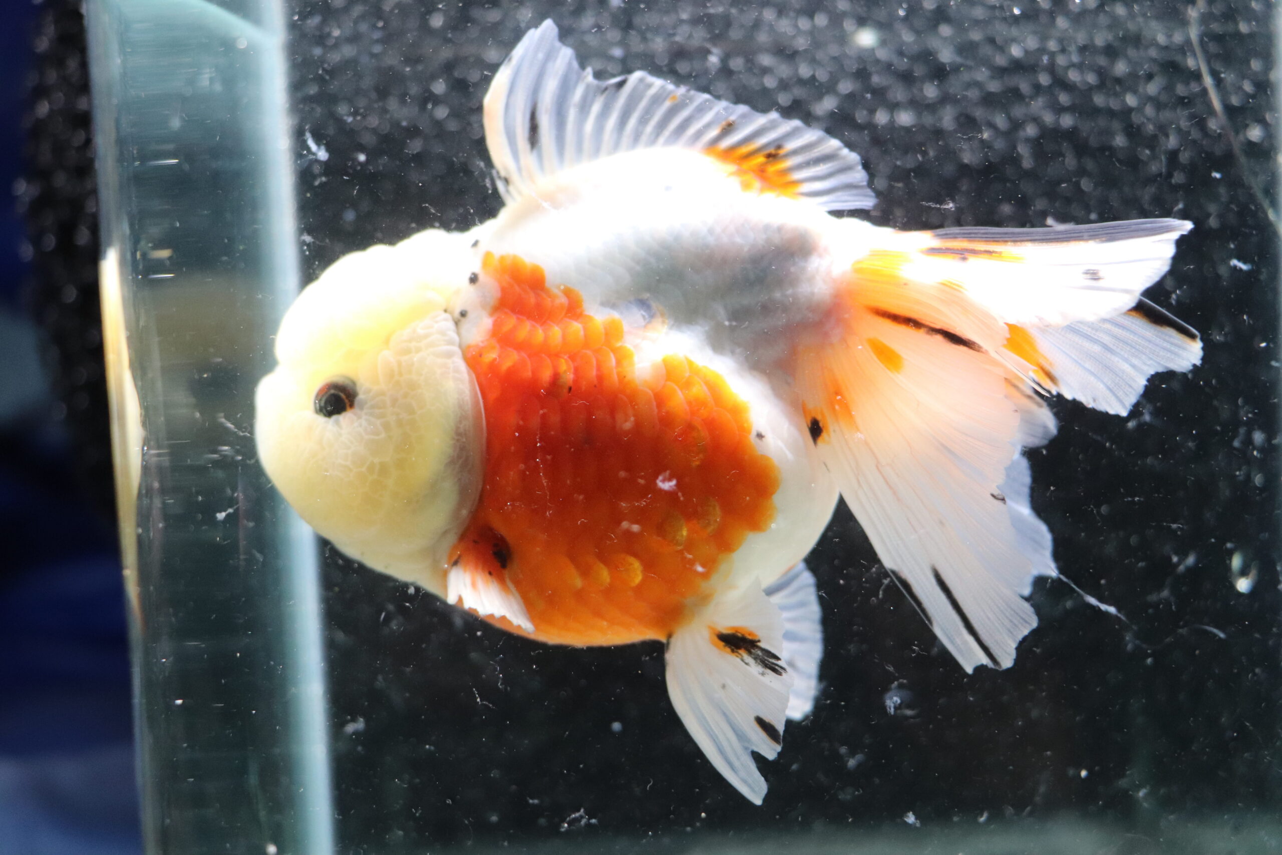 poisson rouge voiles de chine shortail calico oranda