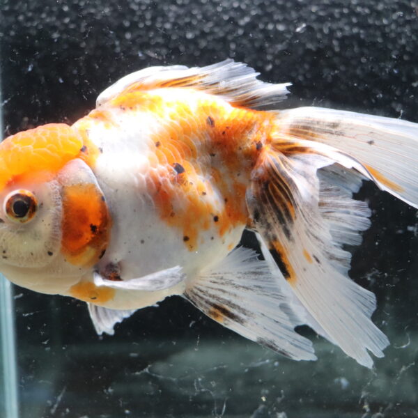 Poisson rouge voiles de chine calico oranda