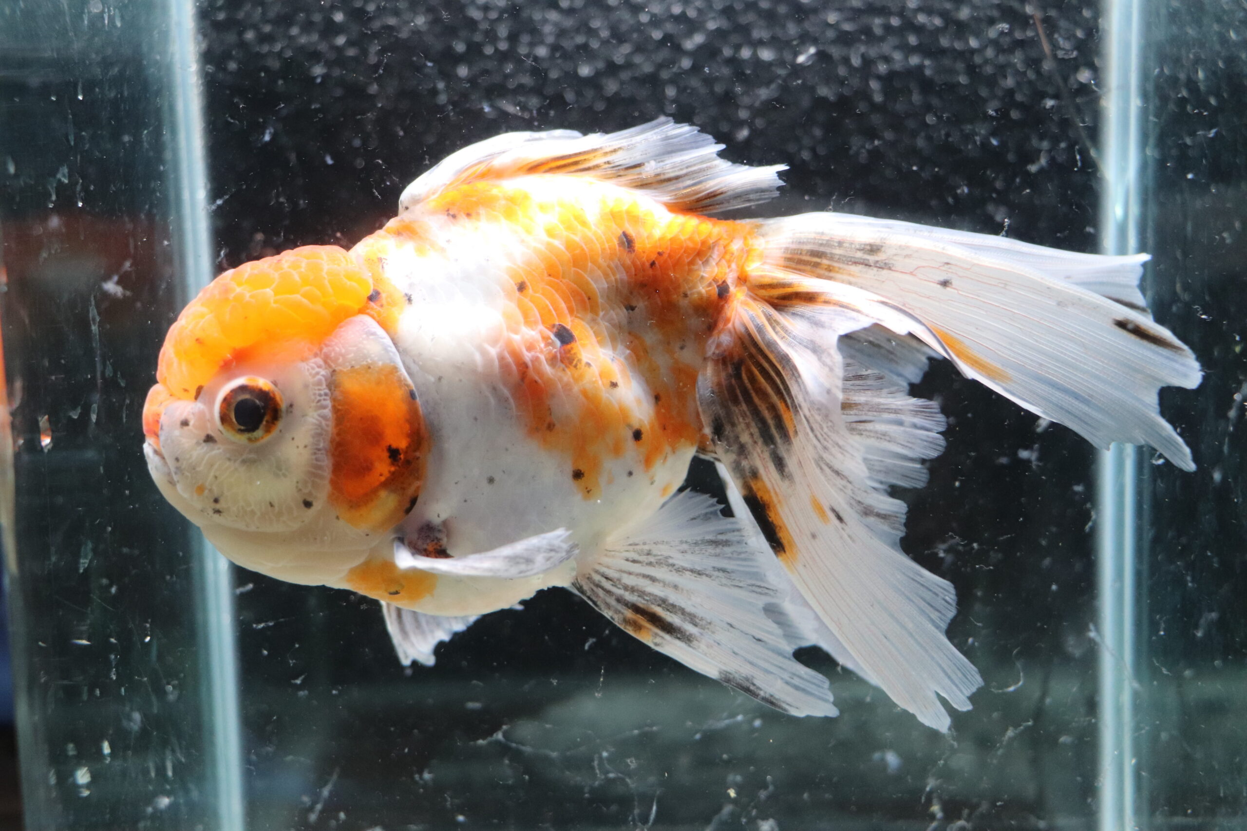 Poisson rouge voiles de chine calico oranda