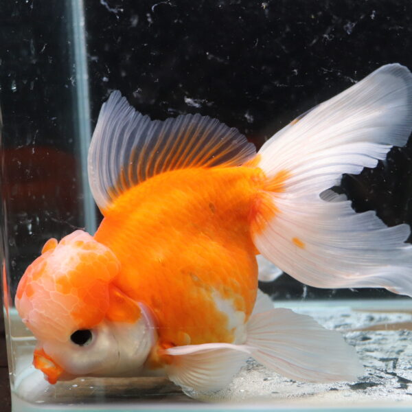 Poisson rouge voiles de chine kohaku oranda