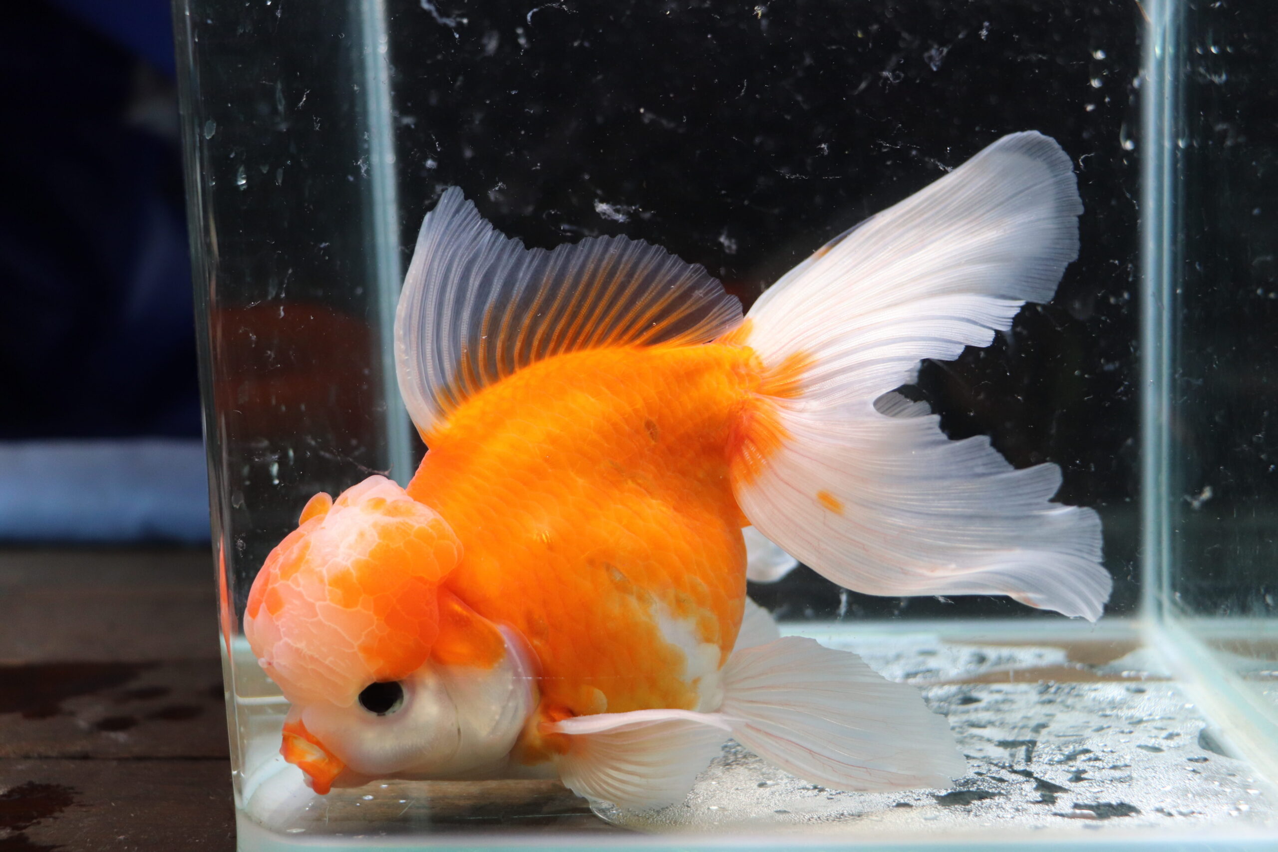 Poisson rouge voiles de chine kohaku oranda
