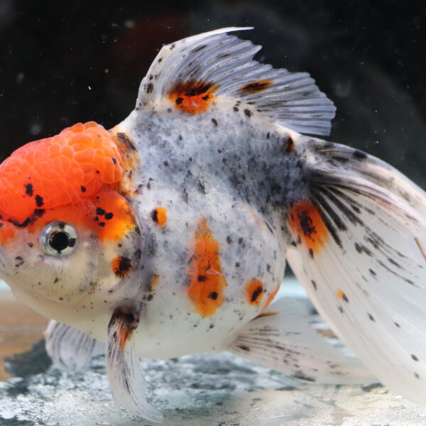 Poisson rouge voiles de chine kinrin oranda