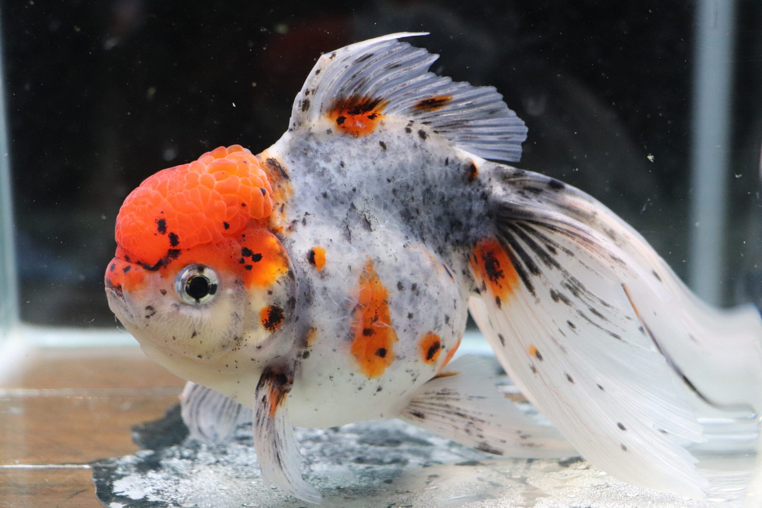 Poisson rouge voiles de chine kinrin oranda