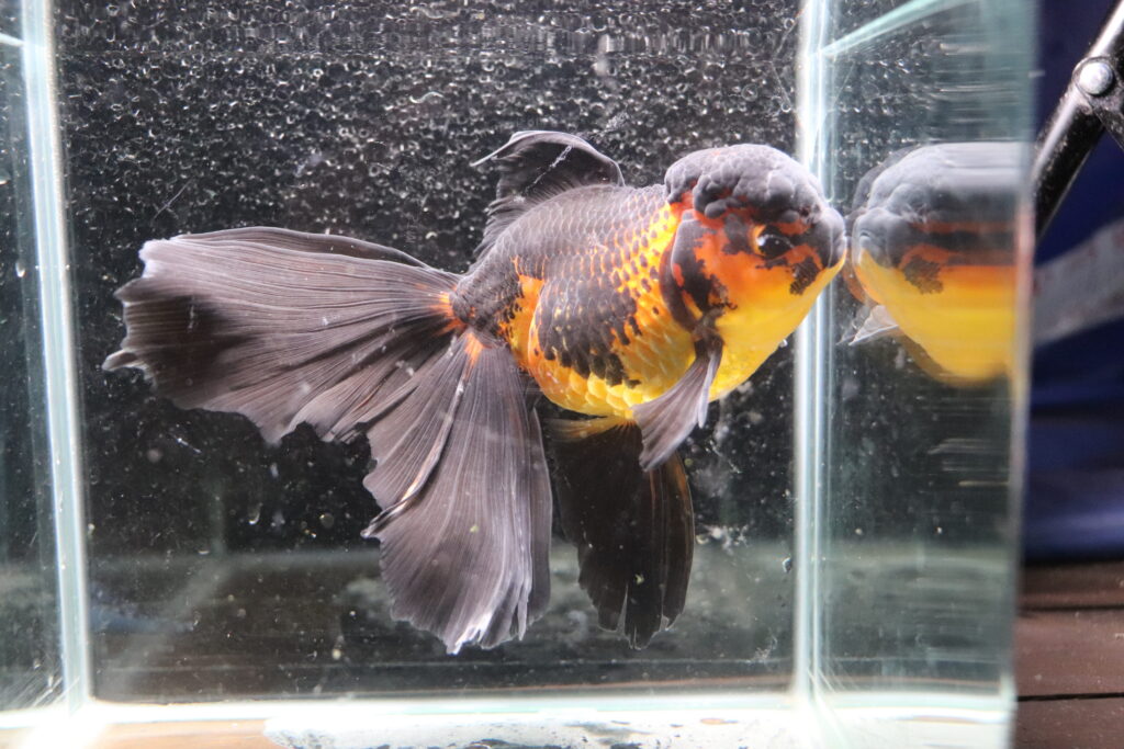 Poisson Rouge Voiles de chine longtail apache oranda