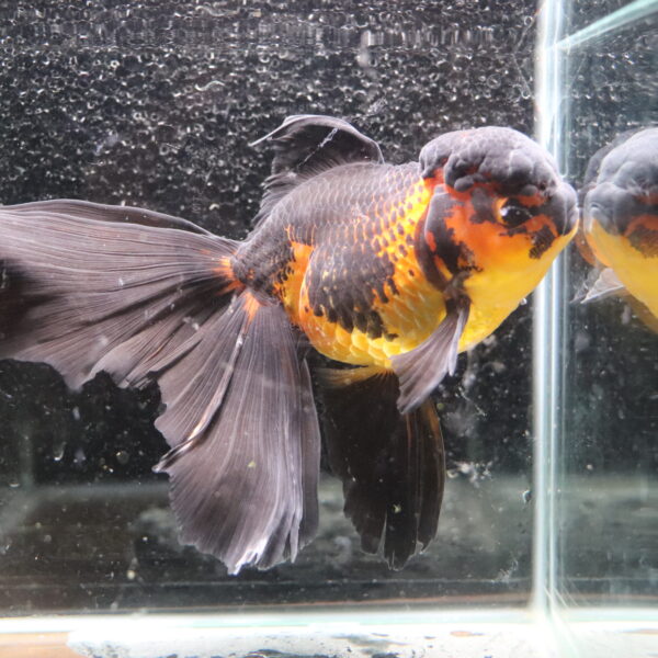 Poisson Rouge Voiles de chine longtail apache oranda