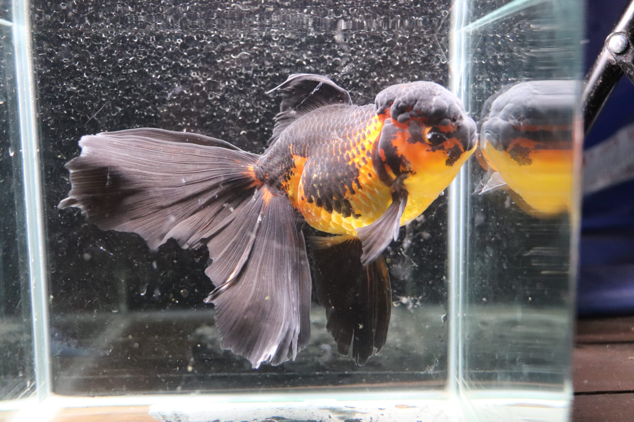 Poisson Rouge Voiles de chine longtail apache oranda