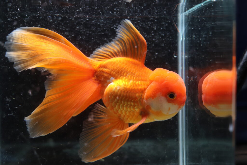 poisson rouge voiles de chine longtail red oranda