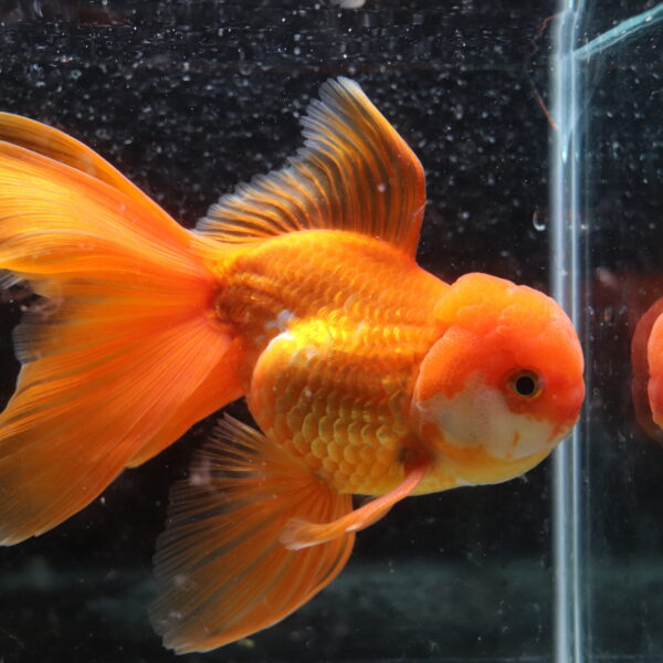 poisson rouge voiles de chine longtail red oranda