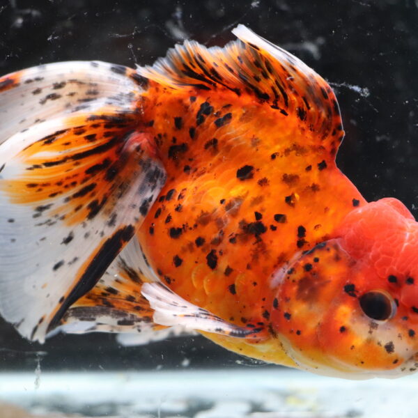 Poisson rouge voiles de chine tiger oranda