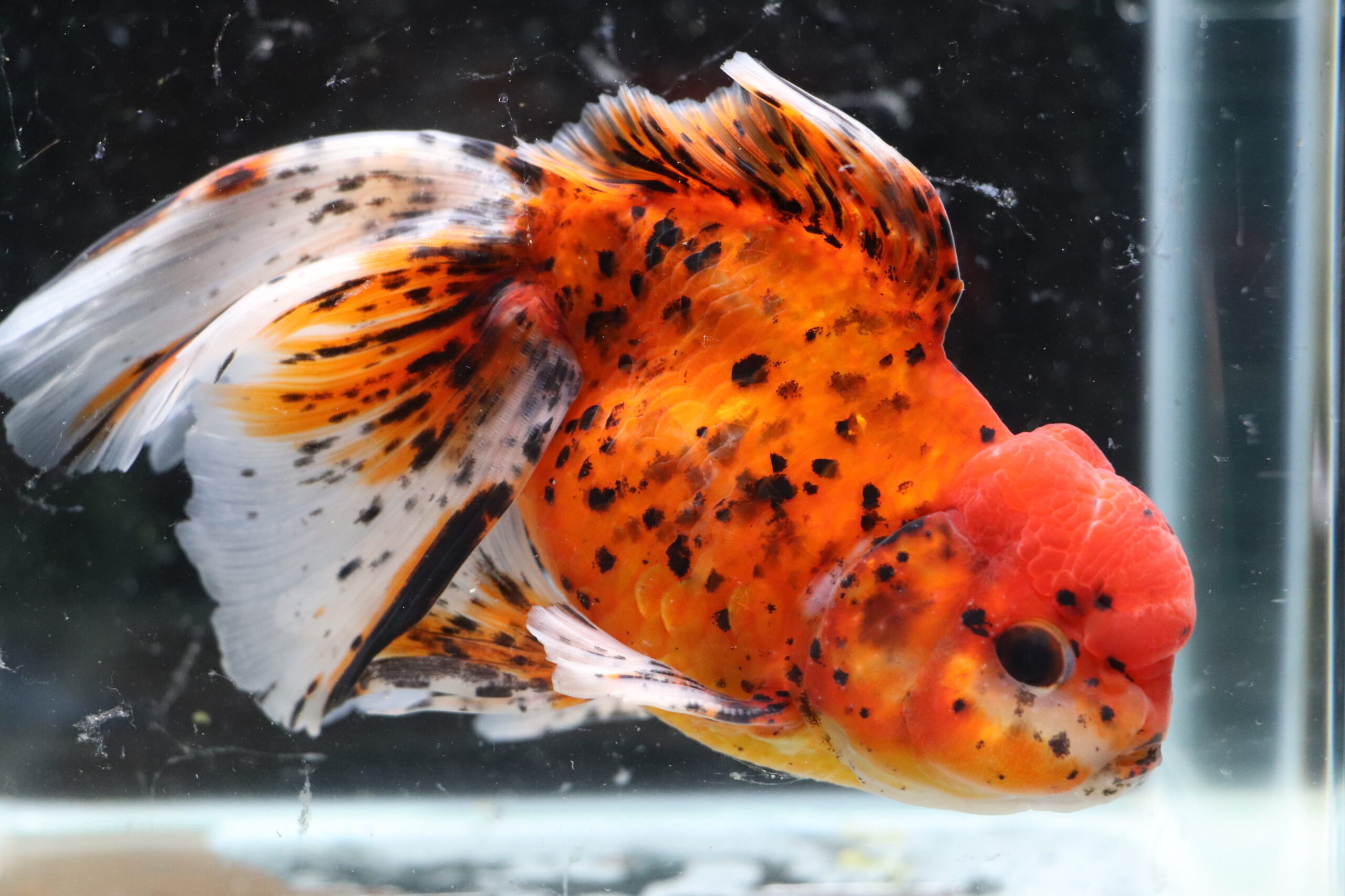 Poisson rouge voiles de chine tiger oranda
