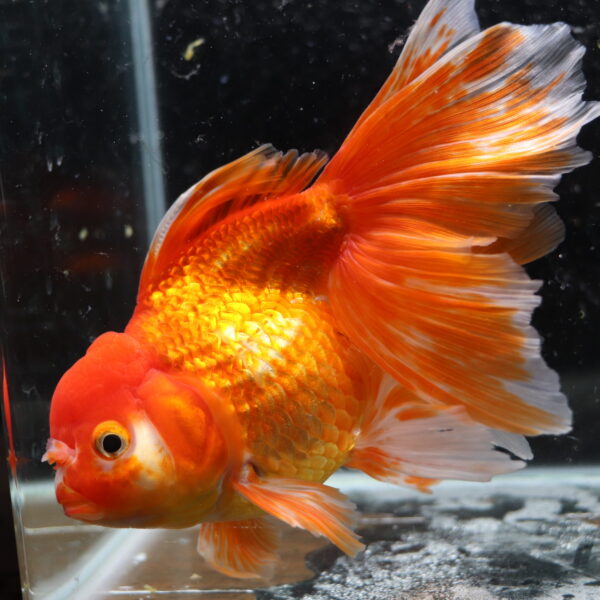 Poisson rouge voiles de chine red oranda