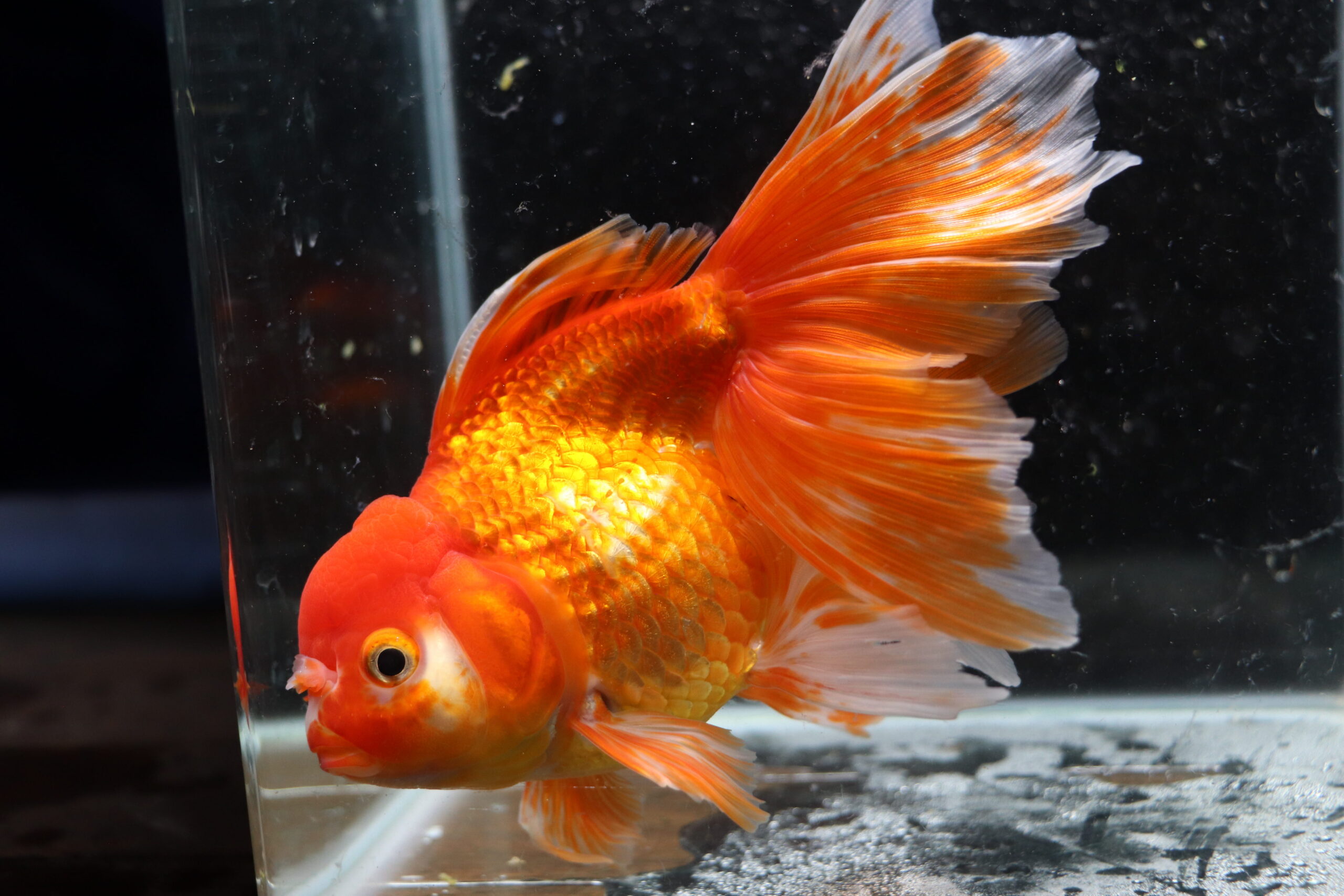 Poisson rouge voiles de chine red oranda