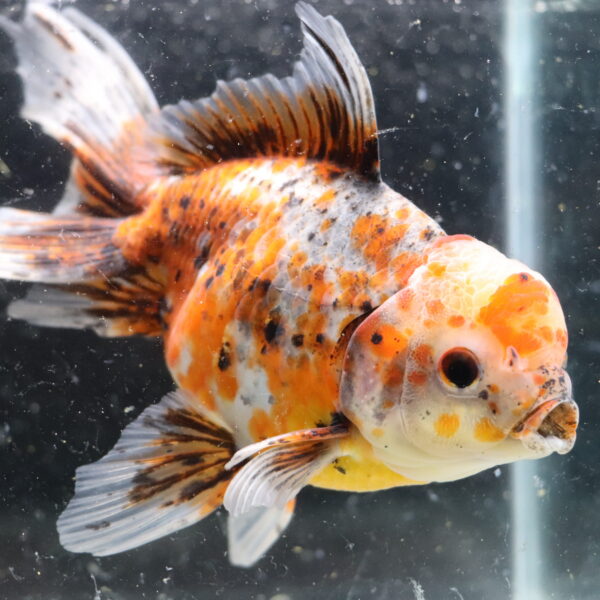 poisson rouge voiles de chine kinrin oranda