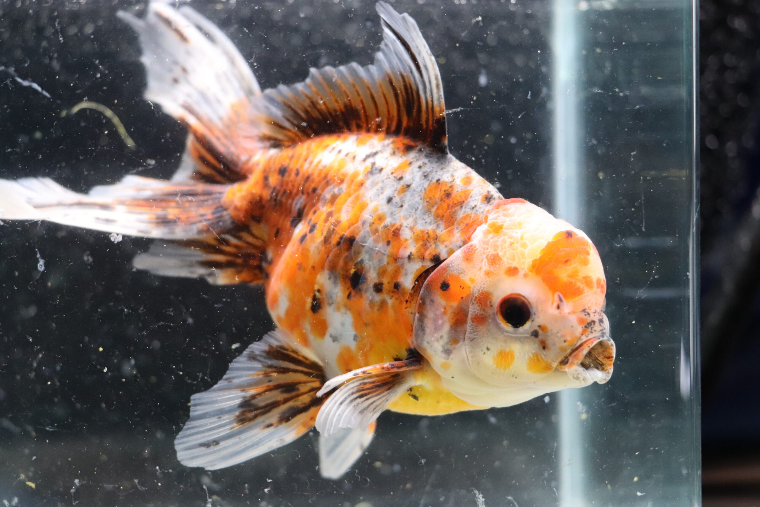 poisson rouge voiles de chine kinrin oranda