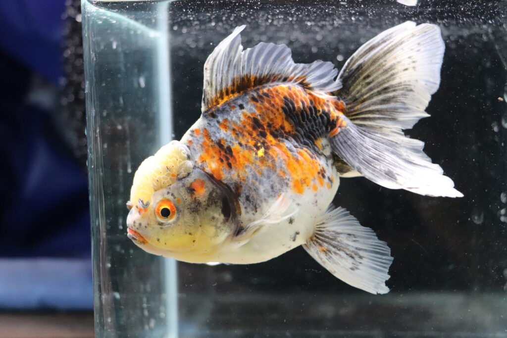 Poisson rouge japonaise kinrin oranda