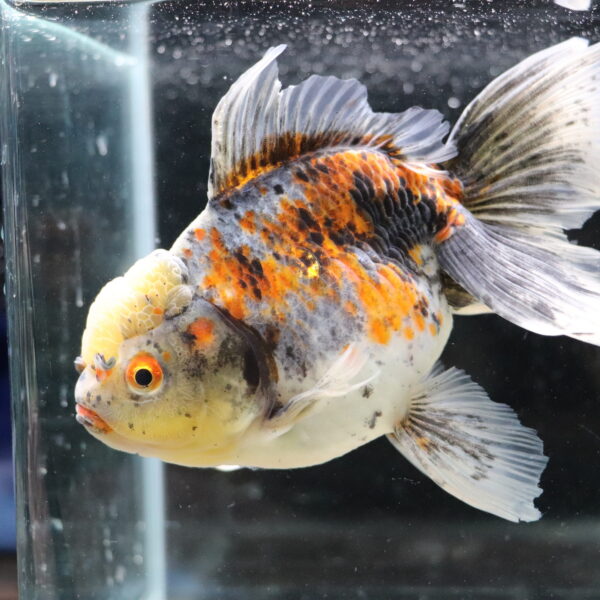 Poisson rouge japonaise kinrin oranda