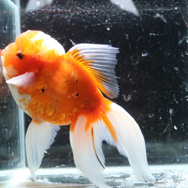 poisson rouge voiles de chine koahaku oranda