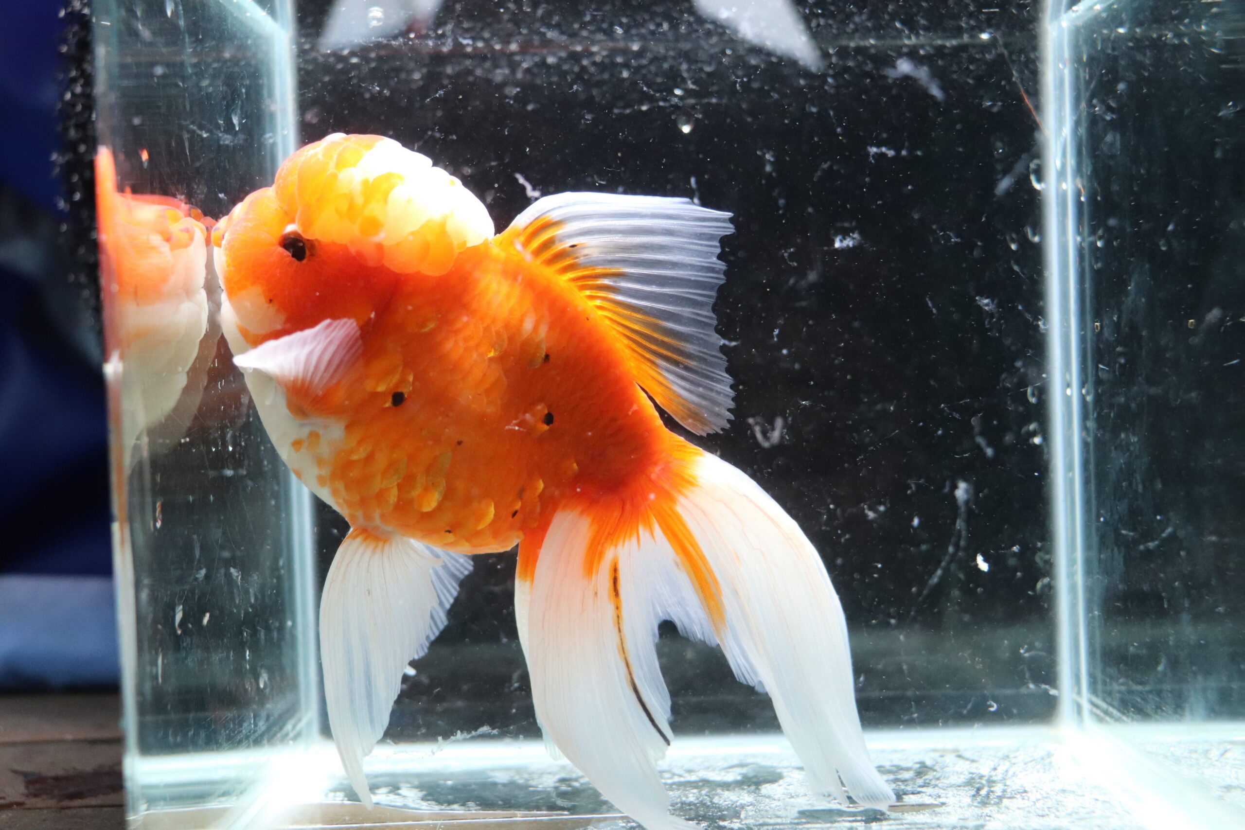 poisson rouge voiles de chine koahaku oranda