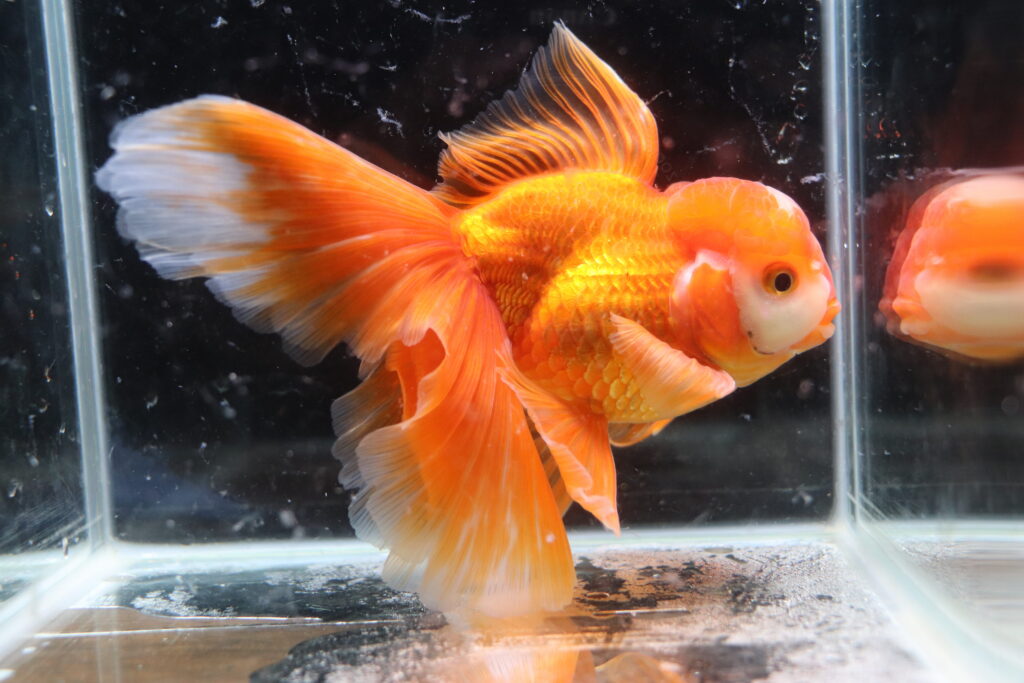 Poisson rouge voiles de chine kohaku oranda