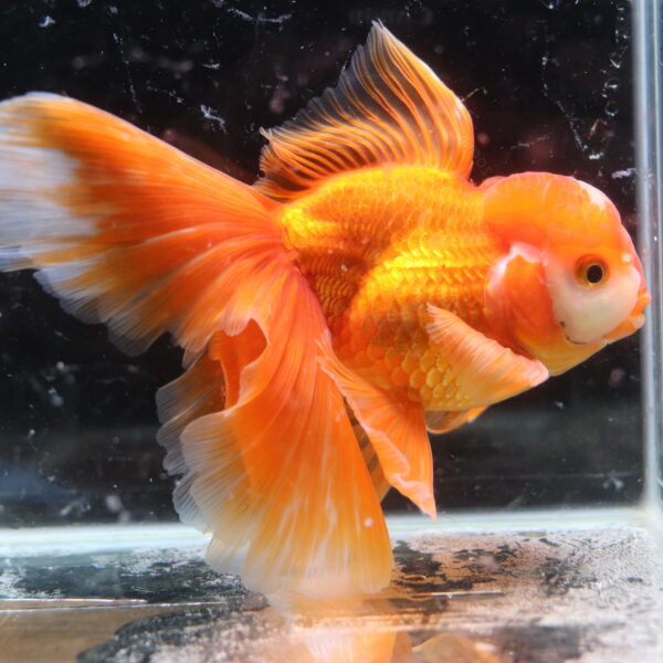 Poisson rouge voiles de chine kohaku oranda
