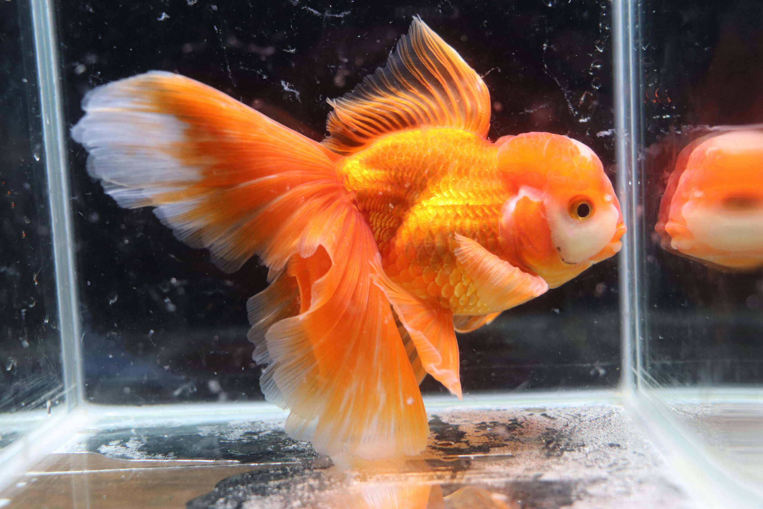 Poisson rouge voiles de chine kohaku oranda