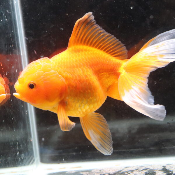 Poisson rouge voiles de chine red oranda