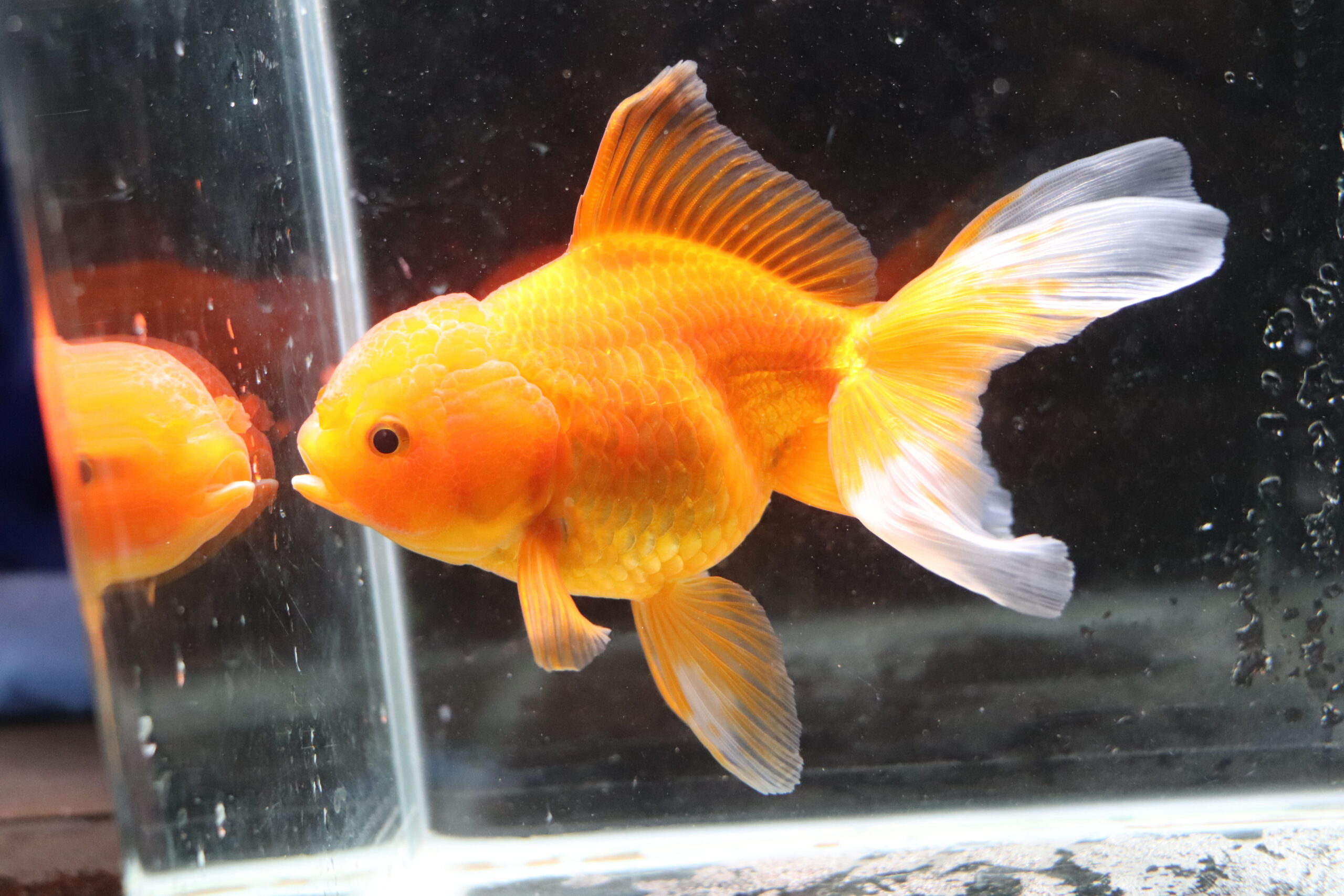 Poisson rouge voiles de chine red oranda