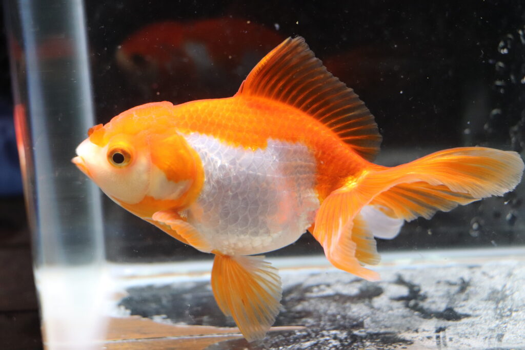 Poisson rouge voiles de chine kohaku oranda