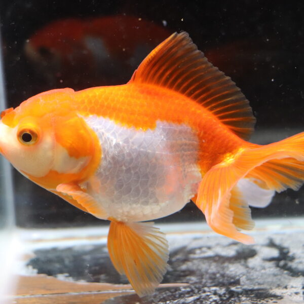 Poisson rouge voiles de chine kohaku oranda