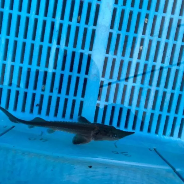 Esturgeon Baeri 26-35cm