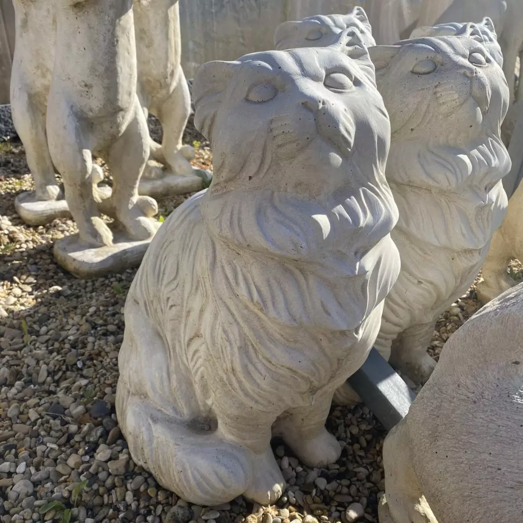 statut chat poils long