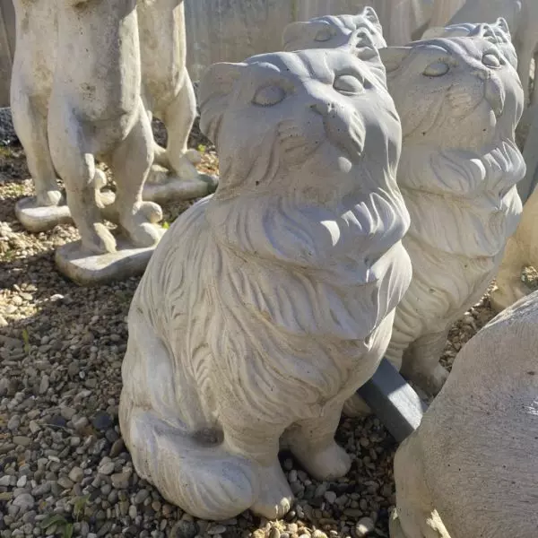 statut chat poils long