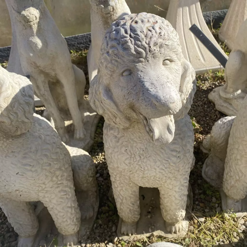 statut chien caniche